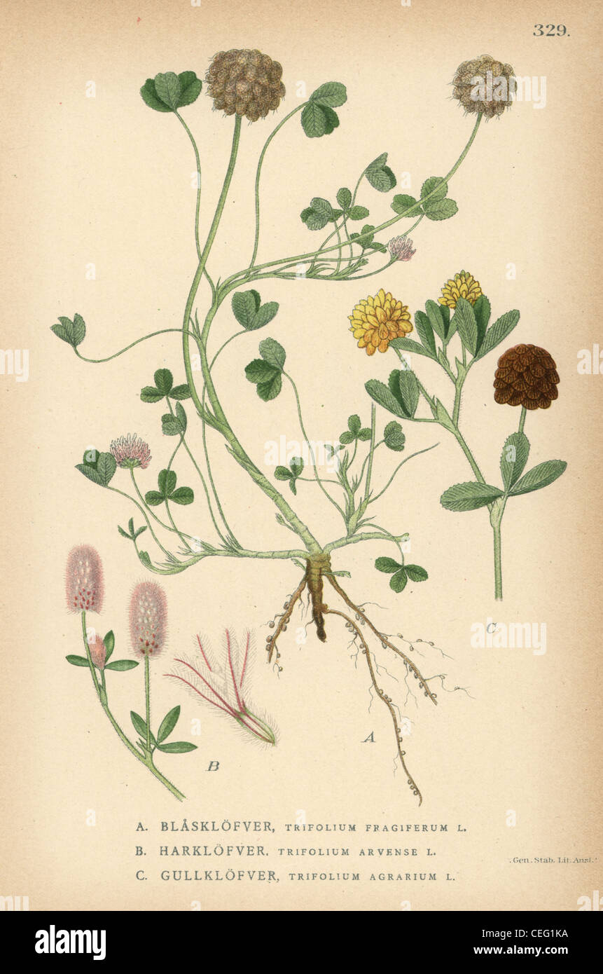 Strawberry clover, Trifolium fragiferum, hare's foot clover, Trifolium arvense, and large hop trefoil, Trifolium agrarium. Stock Photo