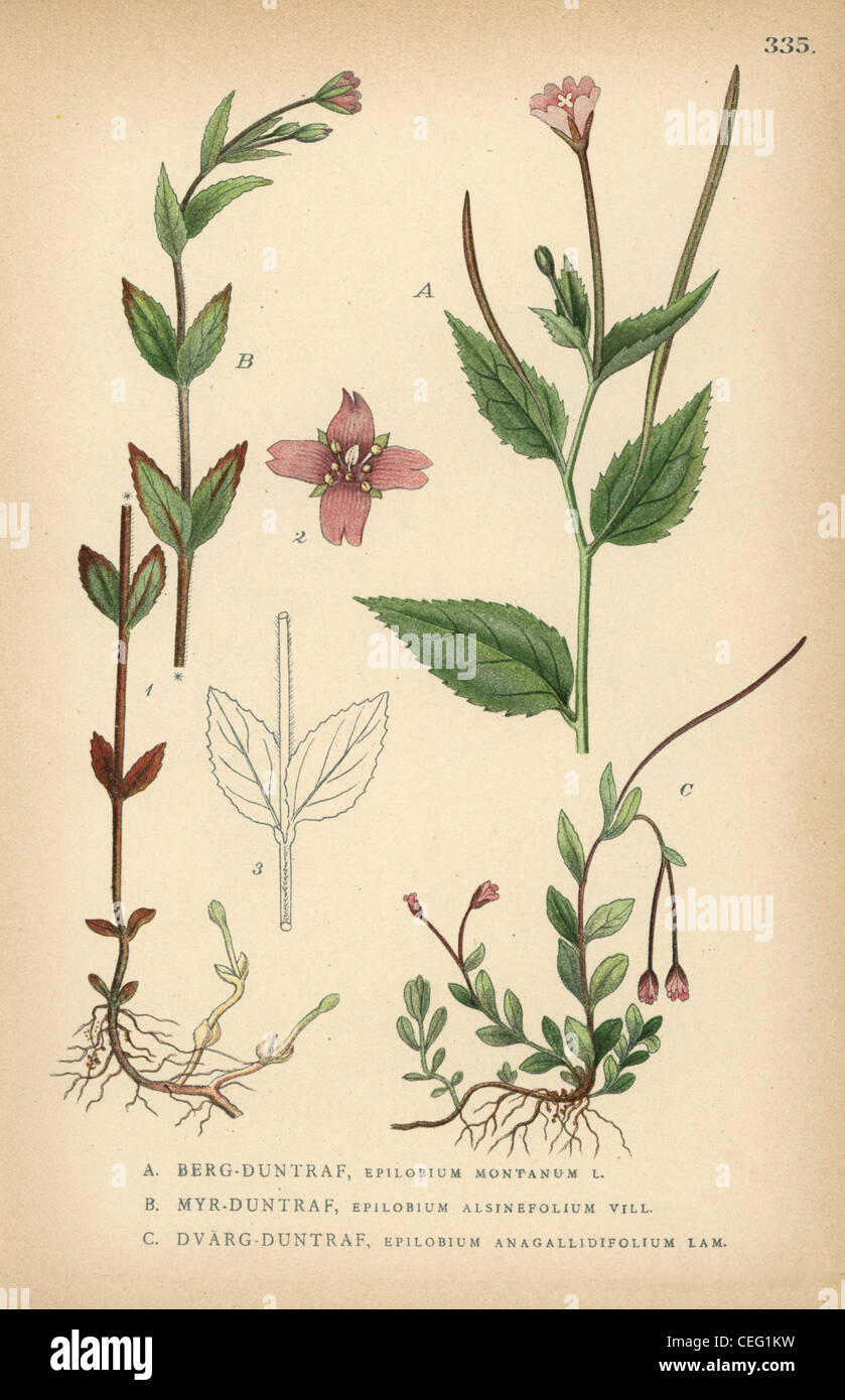 Broad-leaved willowherb, Epilobium montanum, chickweed willowherb, Epilobium alsinefolium, and pimpernel or alpine willowherb. Stock Photo