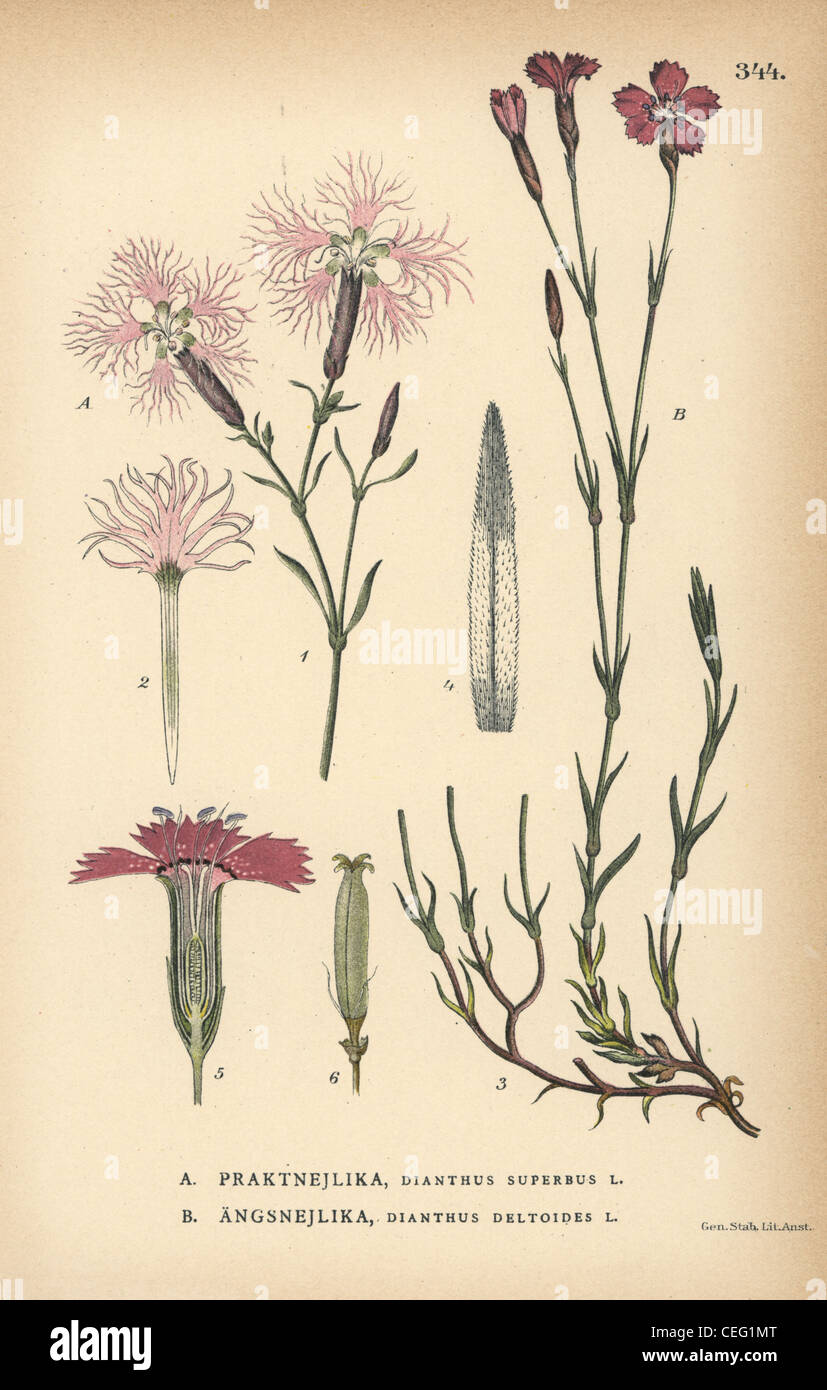 Fringed pink, Dianthus superbus, and maiden pink, Dianthus deltoides. Stock Photo