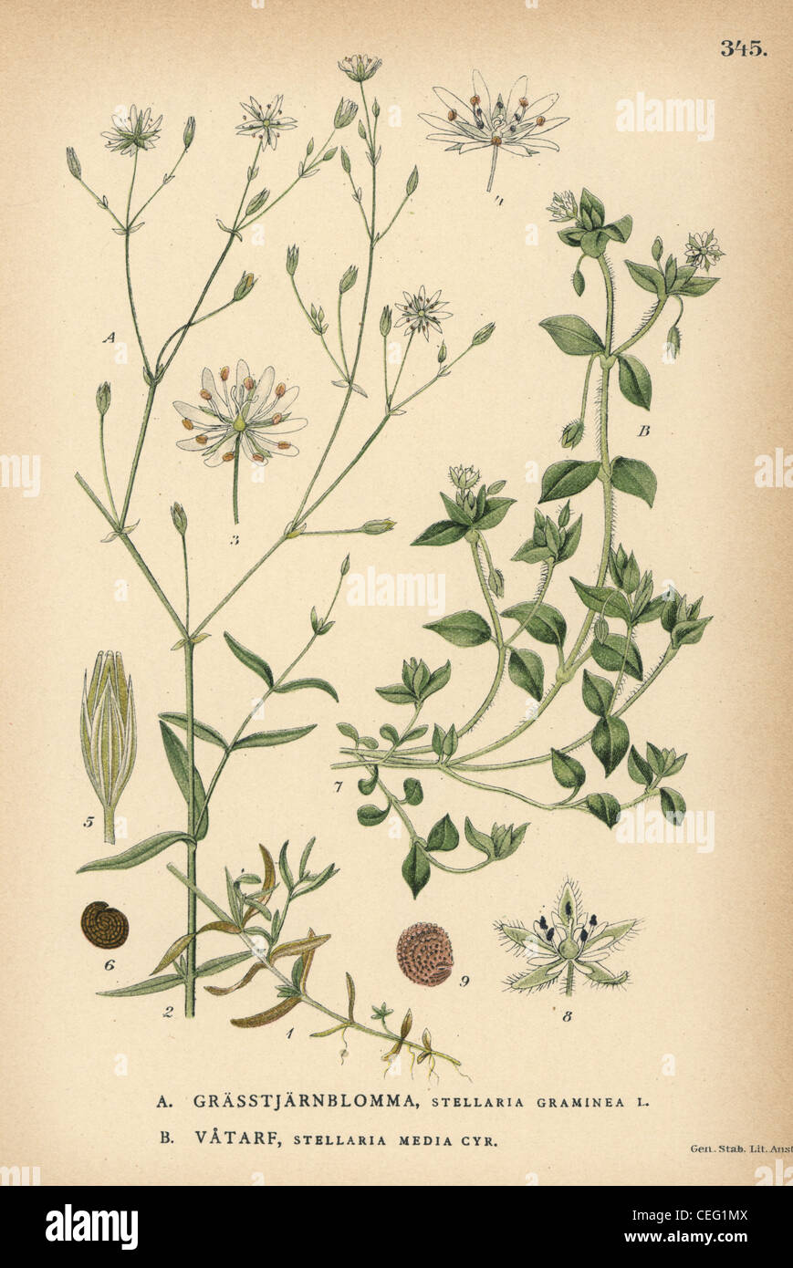 Grass-like starwort, Stellaria graminea, and common chickweed, Stellaria media. Stock Photo