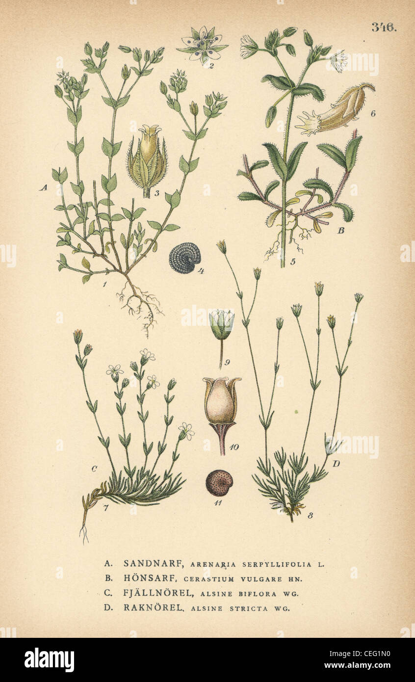 Thymeleaf sandwort, Arenaria serpyllifolia, mouse-ear chickweed, Cerastium vulgare, mountain stitchwort, Minuartia biflora Stock Photo