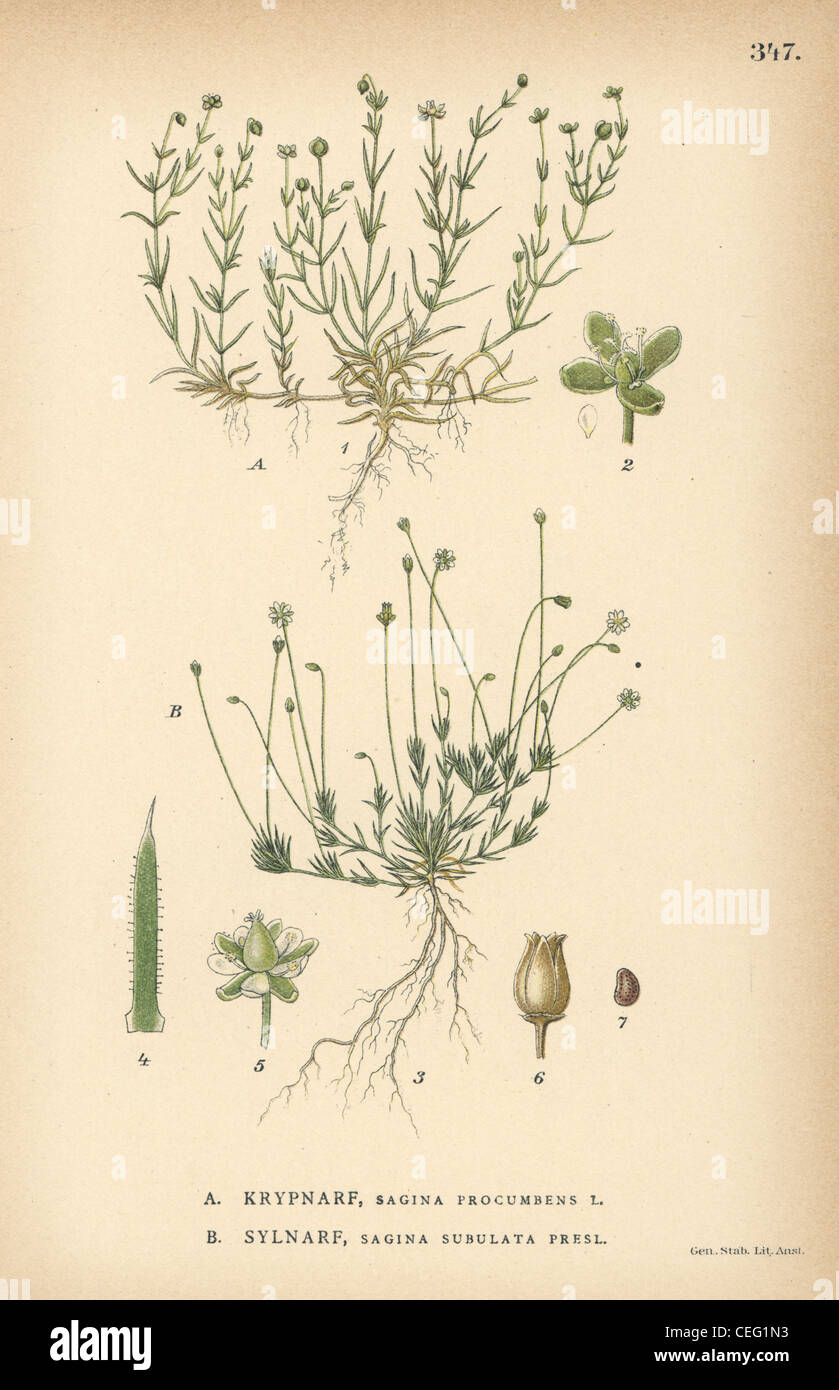 Birdeye pearlwort, Sagina procumbens, Stock Photo