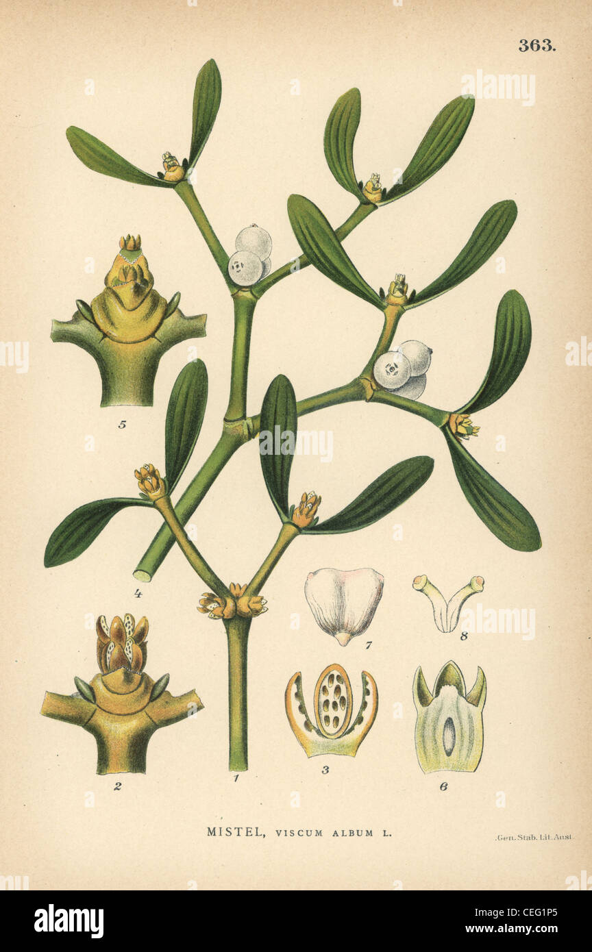 Mistletoe, Viscum album. Stock Photo