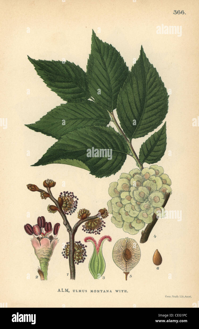 Scots or wych elm, Ulmus glabra. Stock Photo