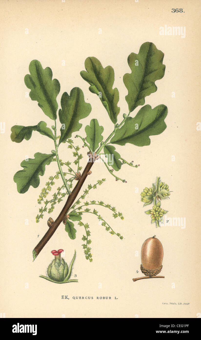 Quercus robur illustration hi-res stock photography and images - Alamy