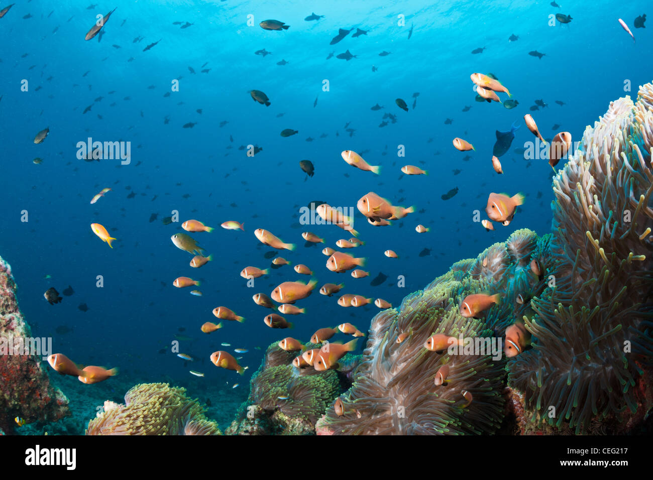Family of endemic Maldives Anemonefish, Amphiprion nigripes, North Male Atoll, Indian Ocean, Maldives Stock Photo