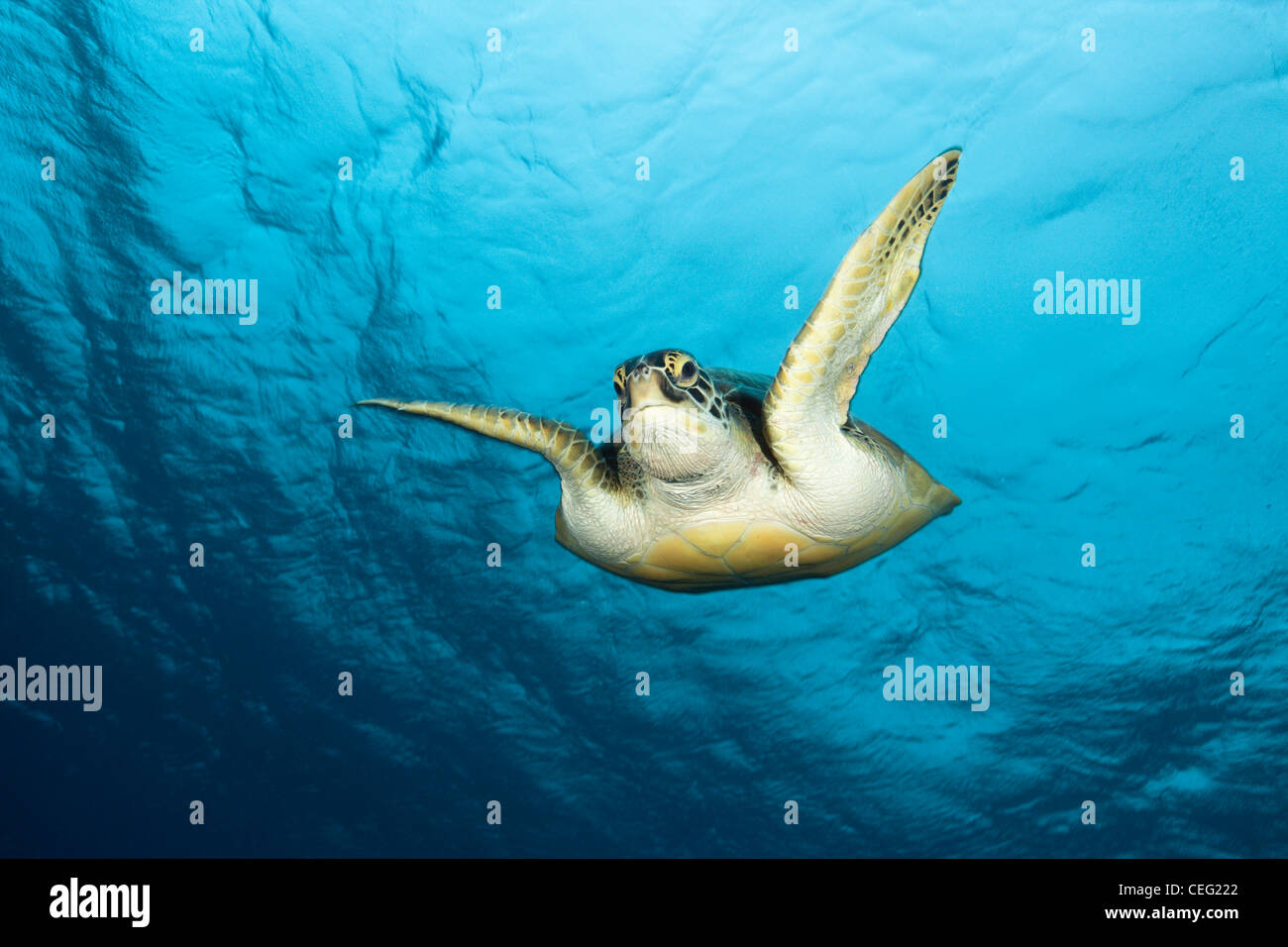 Green sea turtle hi-res stock photography and images - Alamy