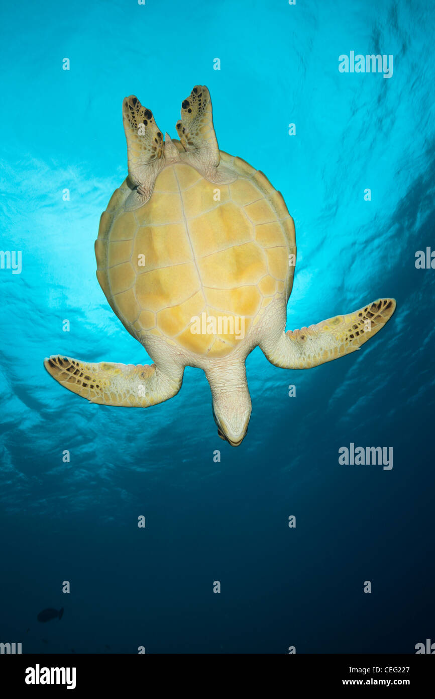 Green Sea Turtle, Chelonia mydas, Baa Atoll, Indian Ocean, Maldives Stock Photo