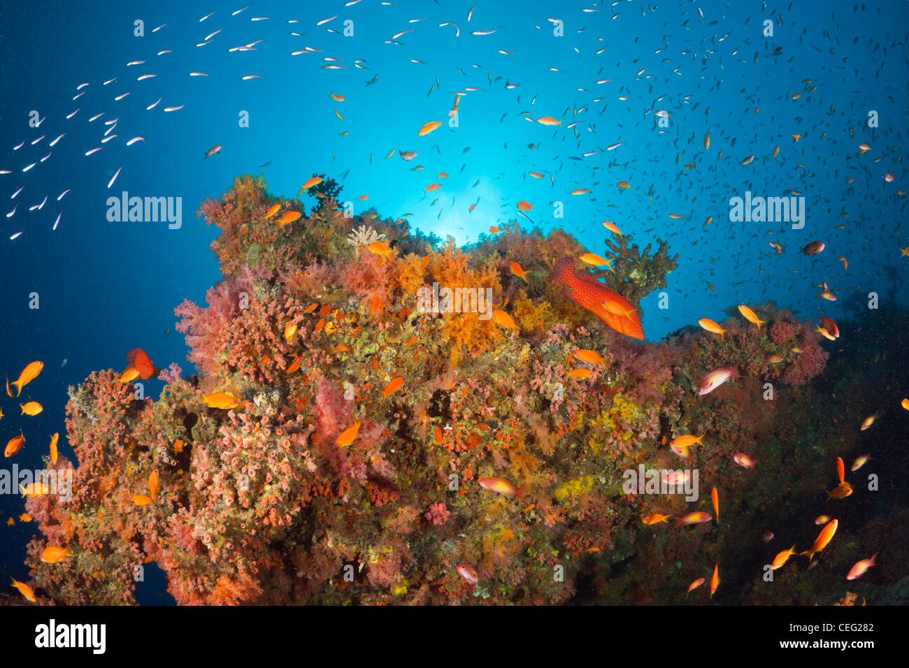 Coral Fishes over Soft Coral Reef, Baa Atoll, Indian Ocean, Maldives ...