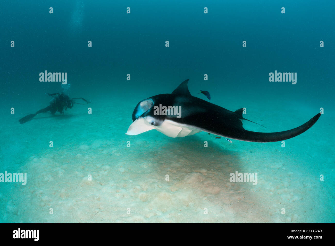 Manta and Underwaterphotographer, Manta birostris, Hanifaru Bay, Baa Atoll, Maldives Stock Photo