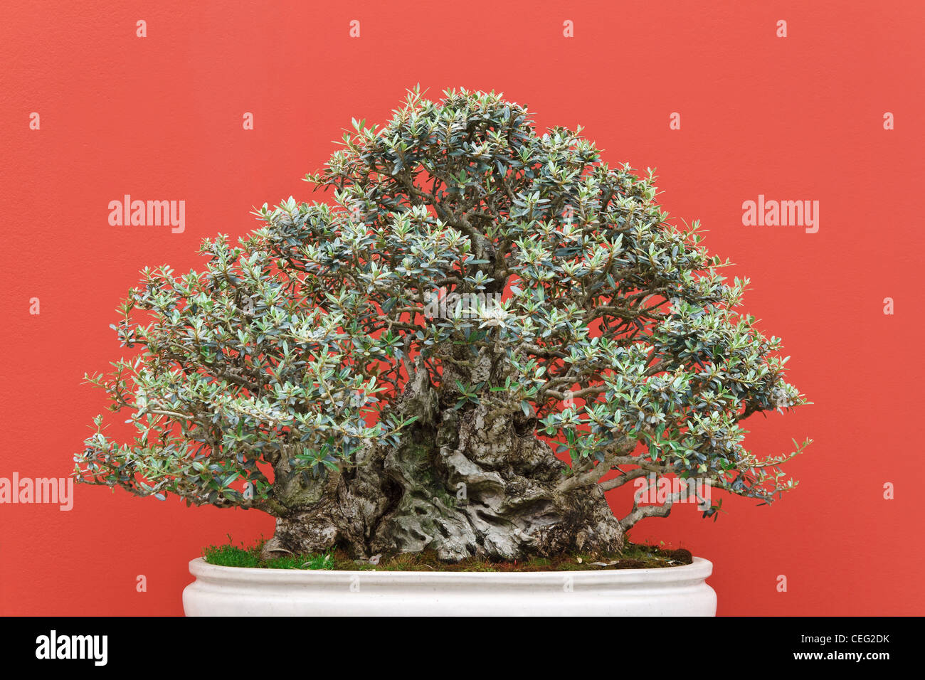vary old bonsai tree over red background Stock Photo