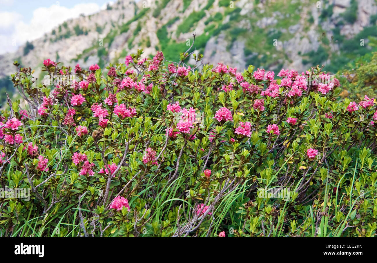 alpine landscape on summer with rhododendron flowers Stock Photo