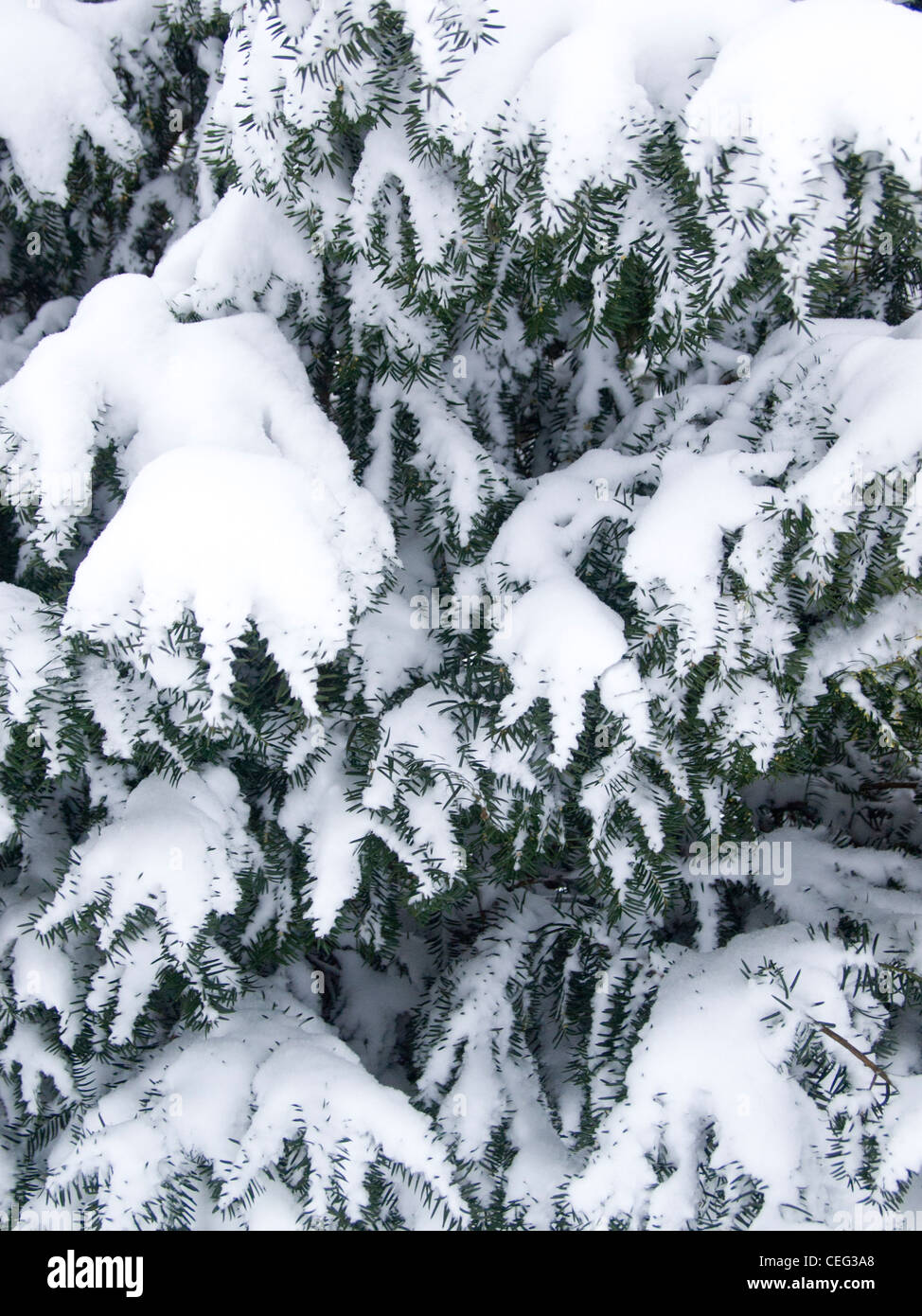A detail of snow covering the branches of an evergreen tree. Stock Photo