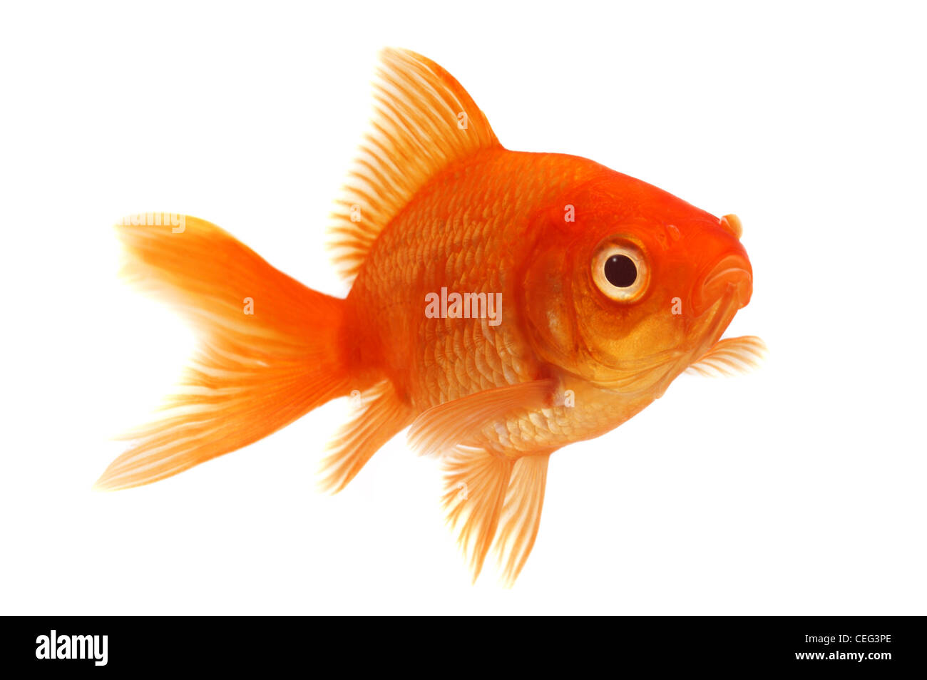 Orange Goldfish on White Stock Photo