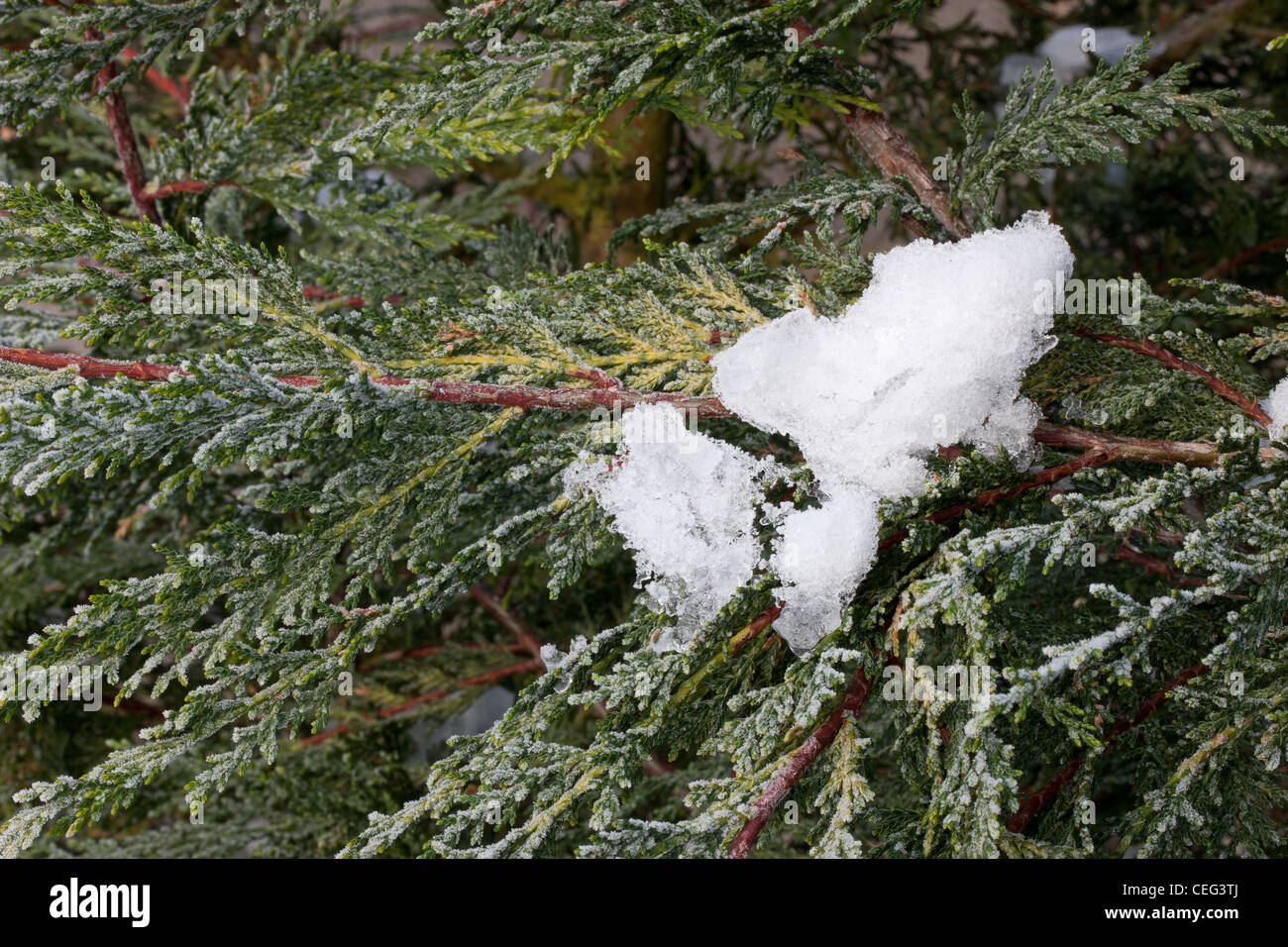 Evergreen tree heavy snow hi-res stock photography and images - Alamy