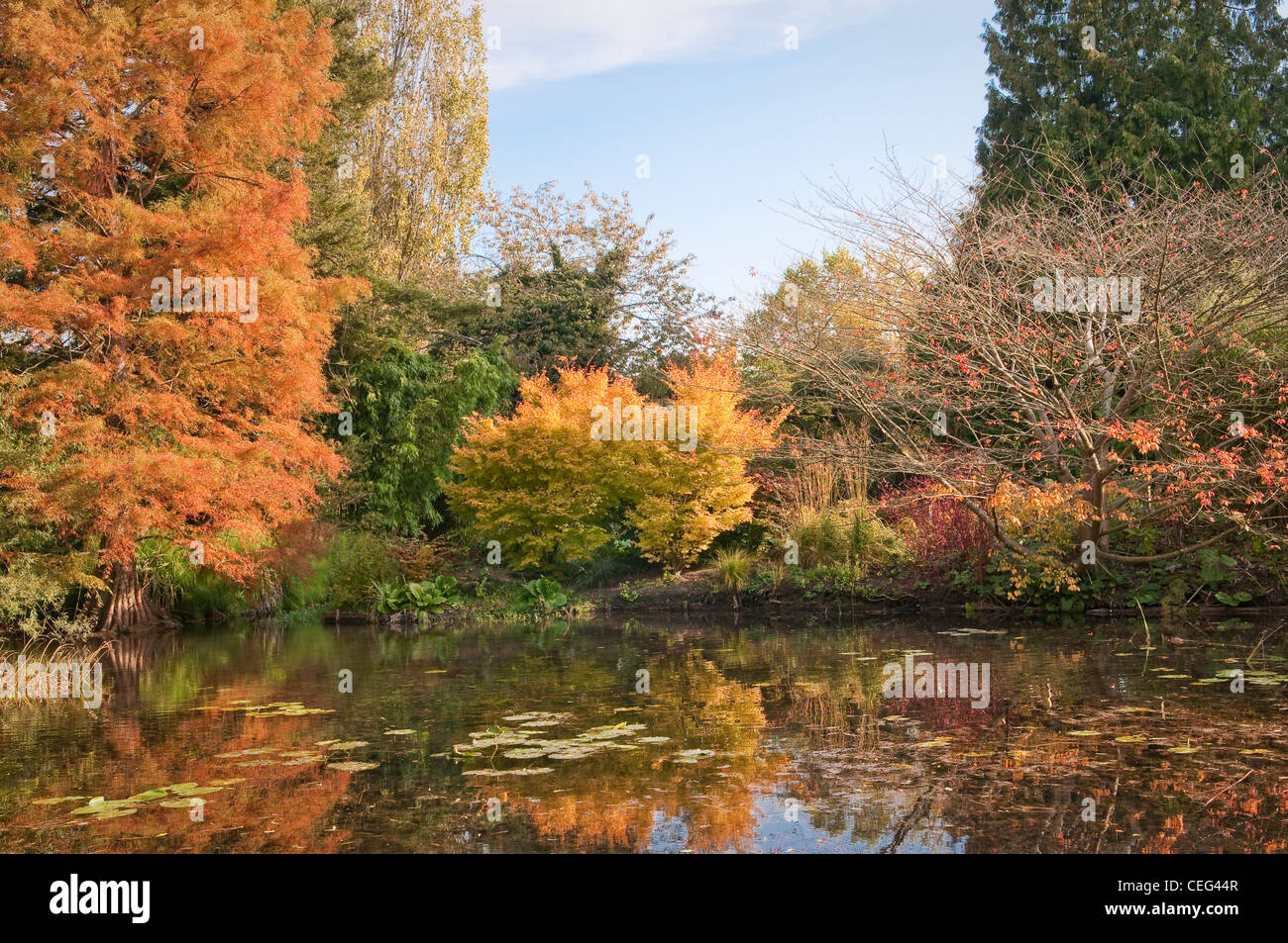 English park in autumn. Lake and trees Stock Photo