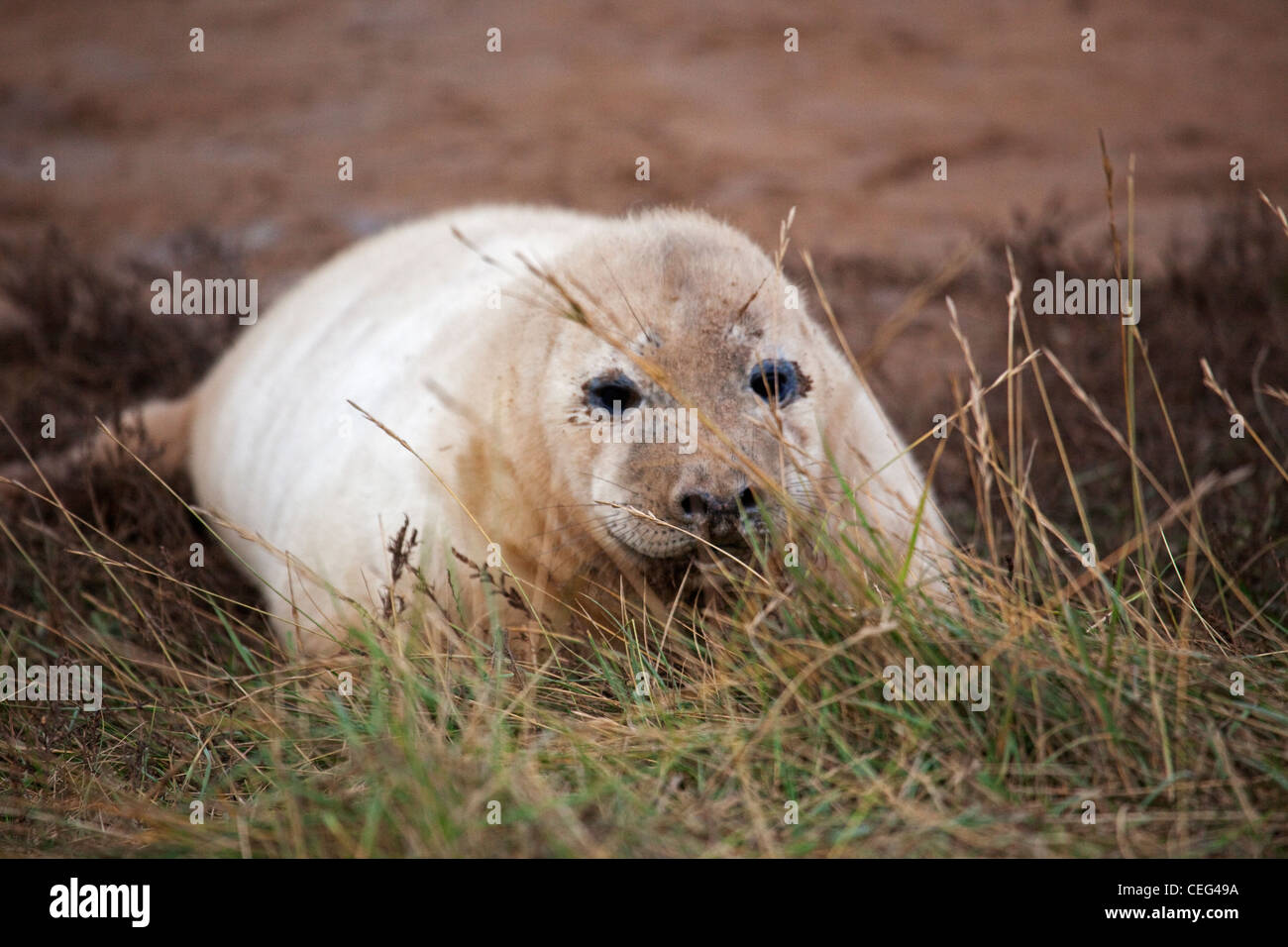 Donna Nook seal Stock Photo