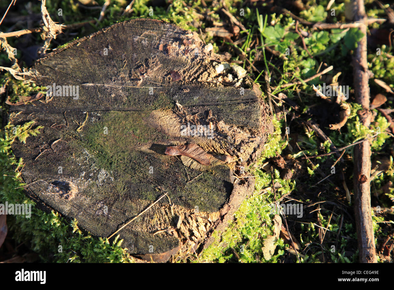 Baumstumpf im Sonnenschein mit Moos, Stump of a tree in the sunshine with moss, Natur, Baum, geschlagen, verottet, grün, Sonne Stock Photo