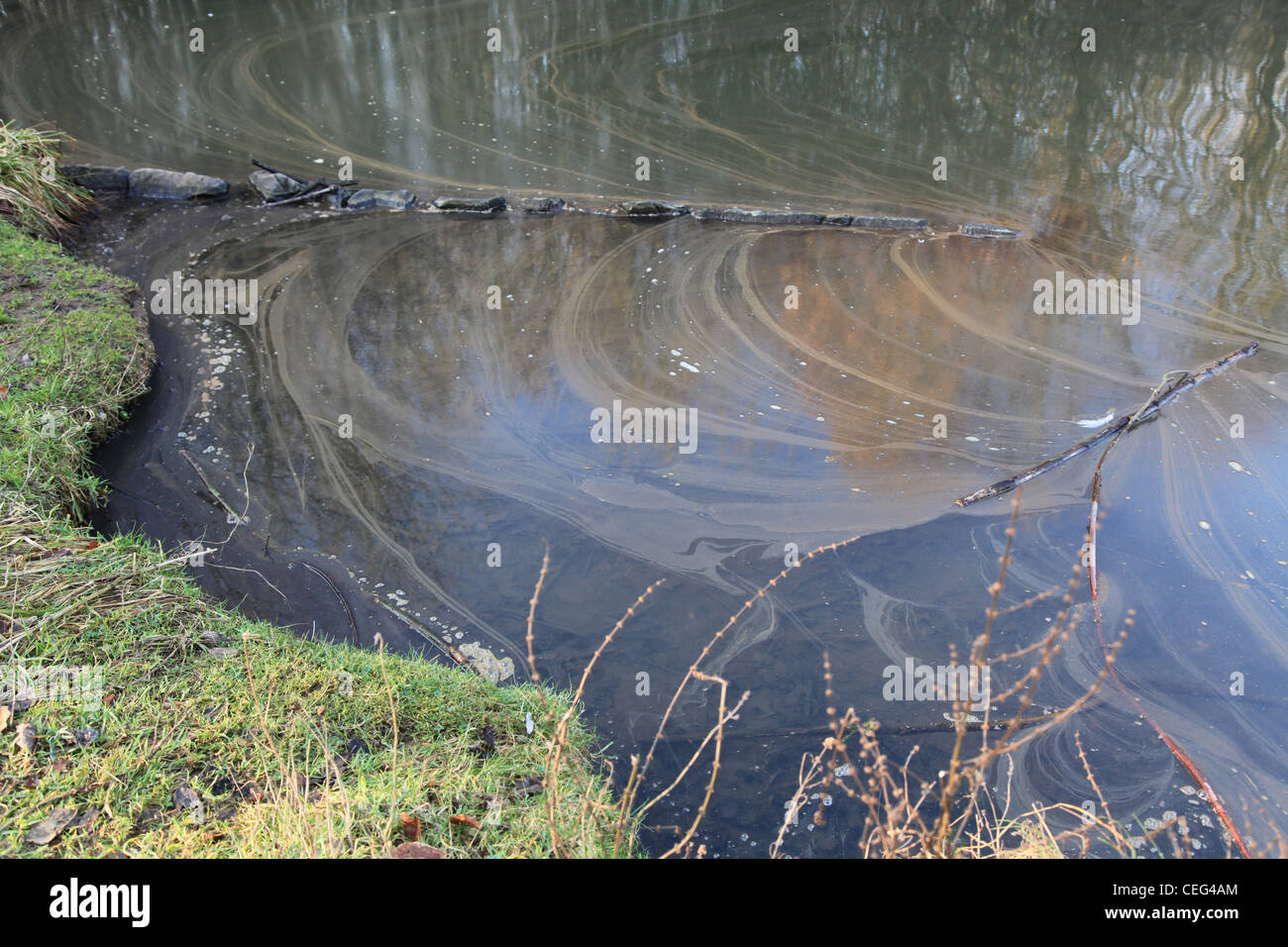 See im Sonnenschein mit Pflanzen und Algen, Lake in the sunshine with plants and algas, Natur, Stillleben, still life, grün Stock Photo