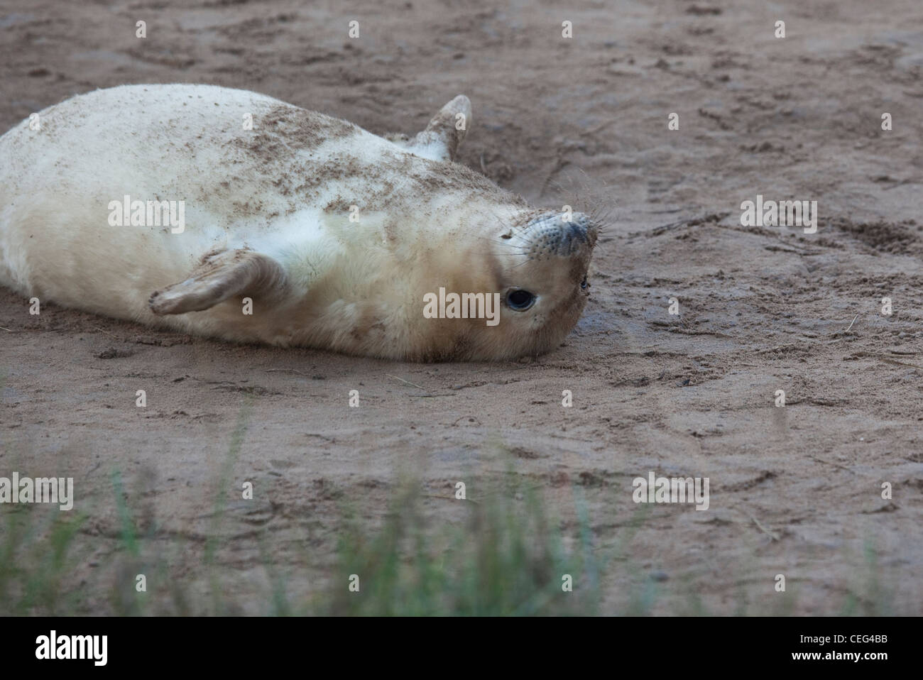 Donna Nook seal Stock Photo