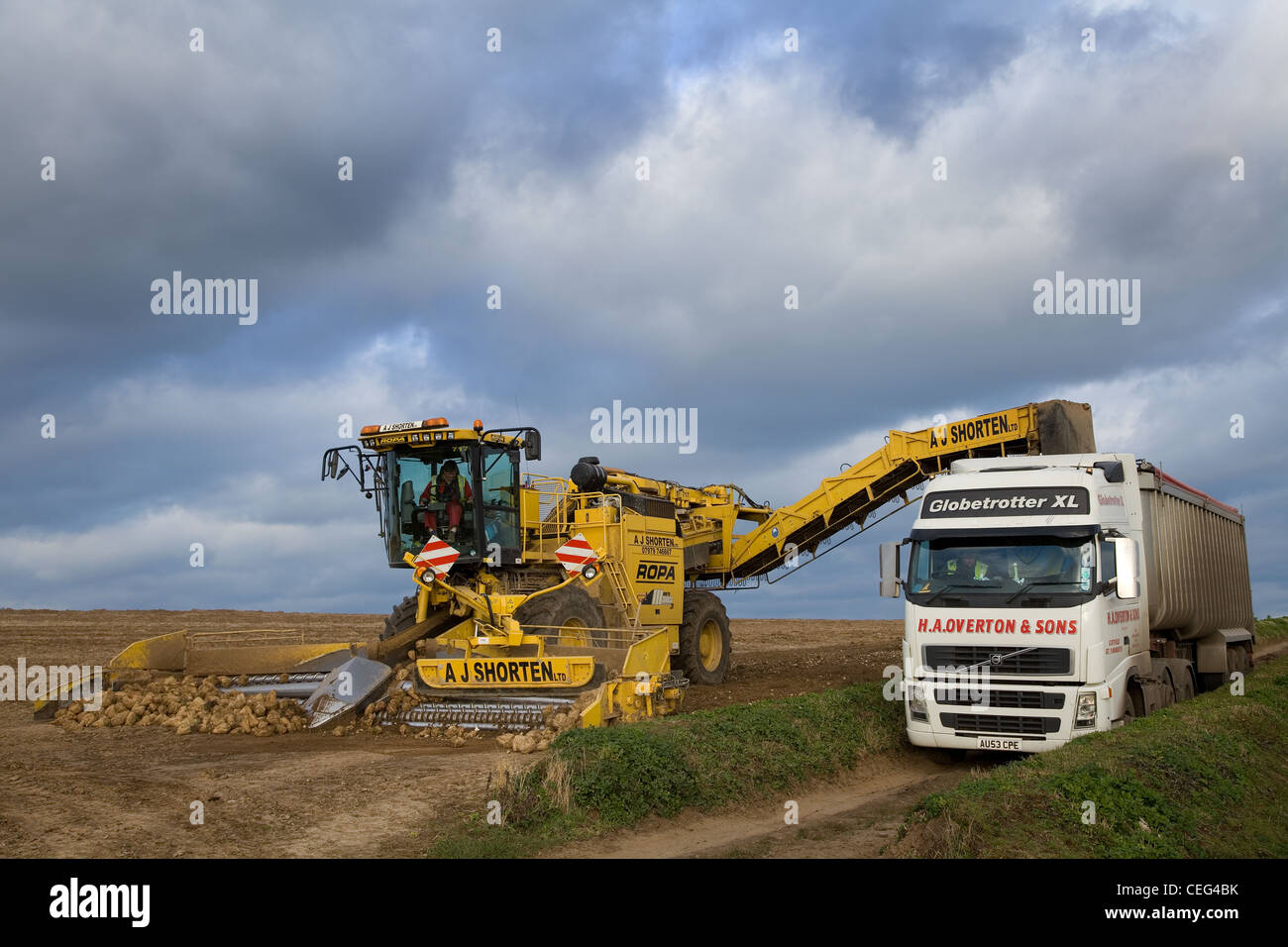 Volvo truck with bulk tipper trailer & ROPA EURO MAUS loading Sugar Beet in Norfolk against a cloudy sky. Stock Photo