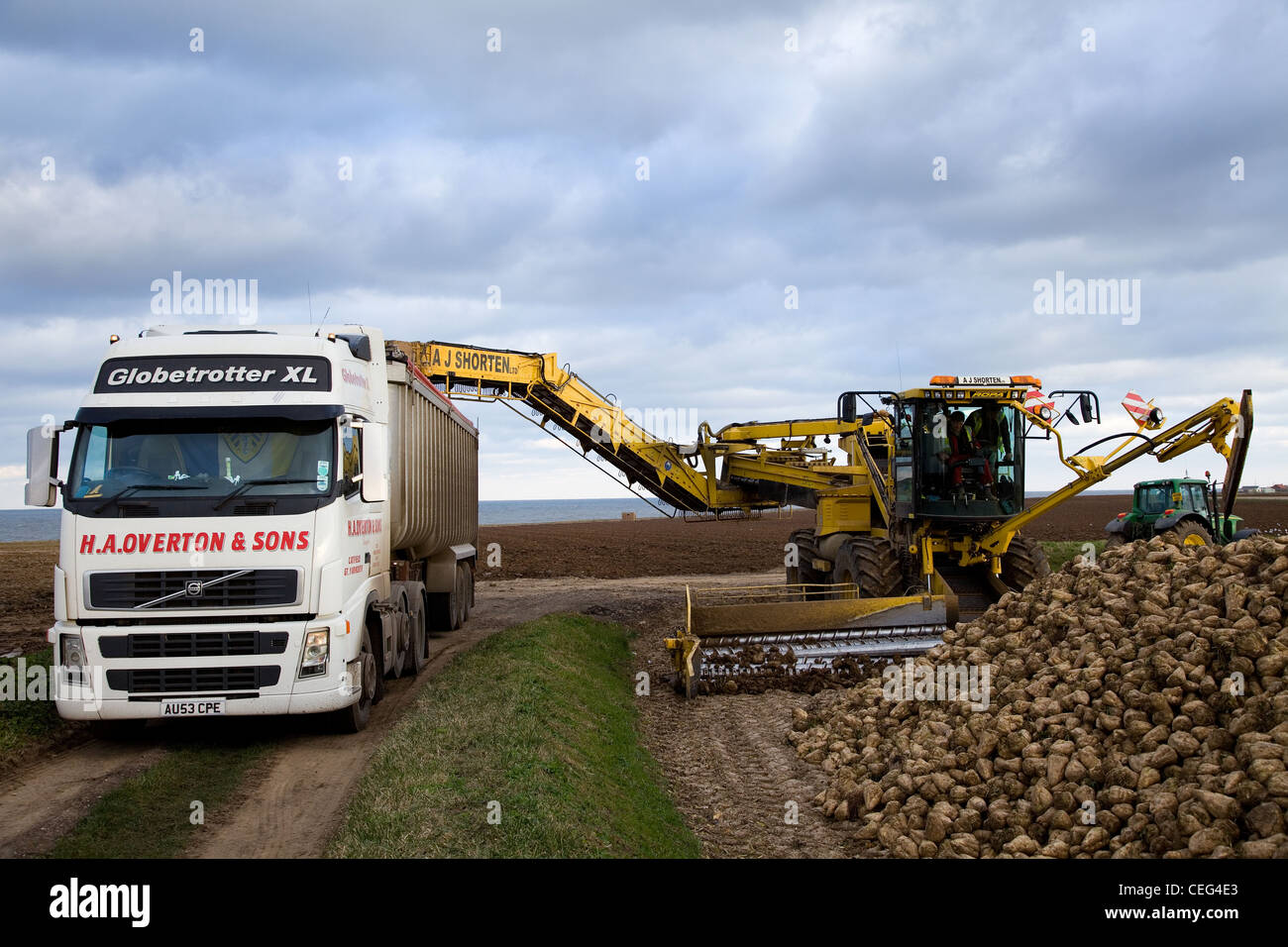 Volvo truck with bulk tipper trailer & ROPA EURO MAUS loading Sugar Beet in Norfolk against a cloudy sky. Stock Photo