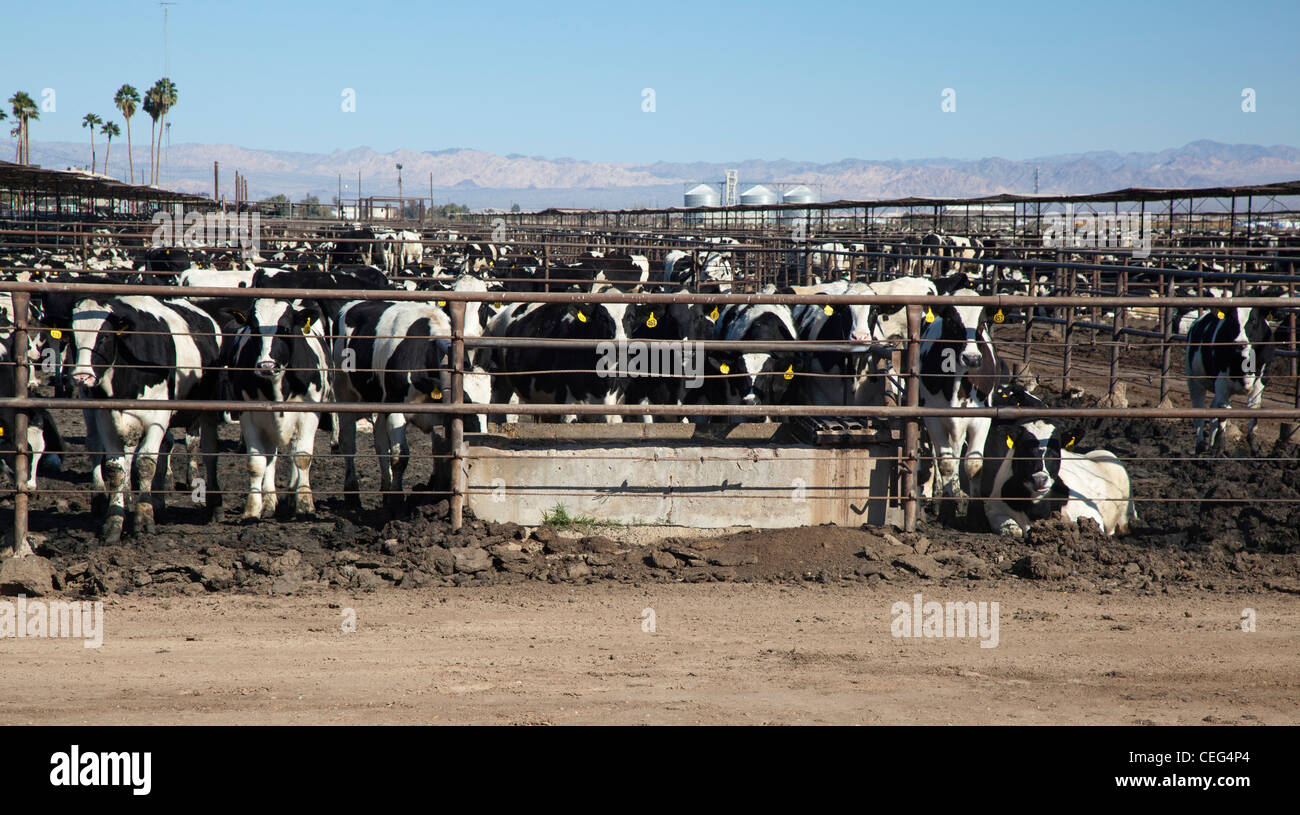 Beef Cattle Feed Lot in California's Imperial Valley Stock Photo Alamy