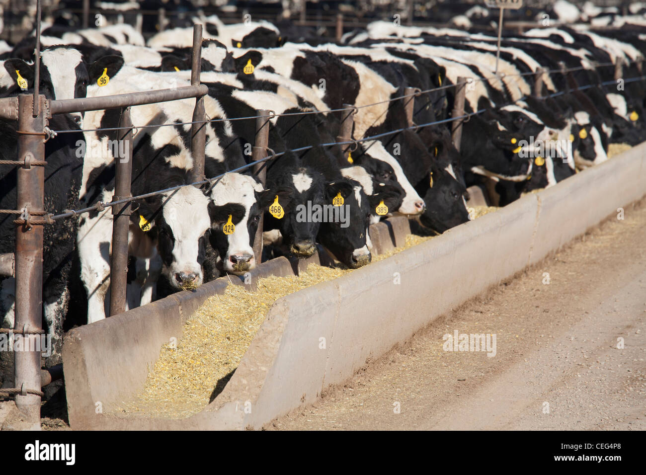 Beef Cattle Feed Lot in California's Imperial Valley Stock Photo