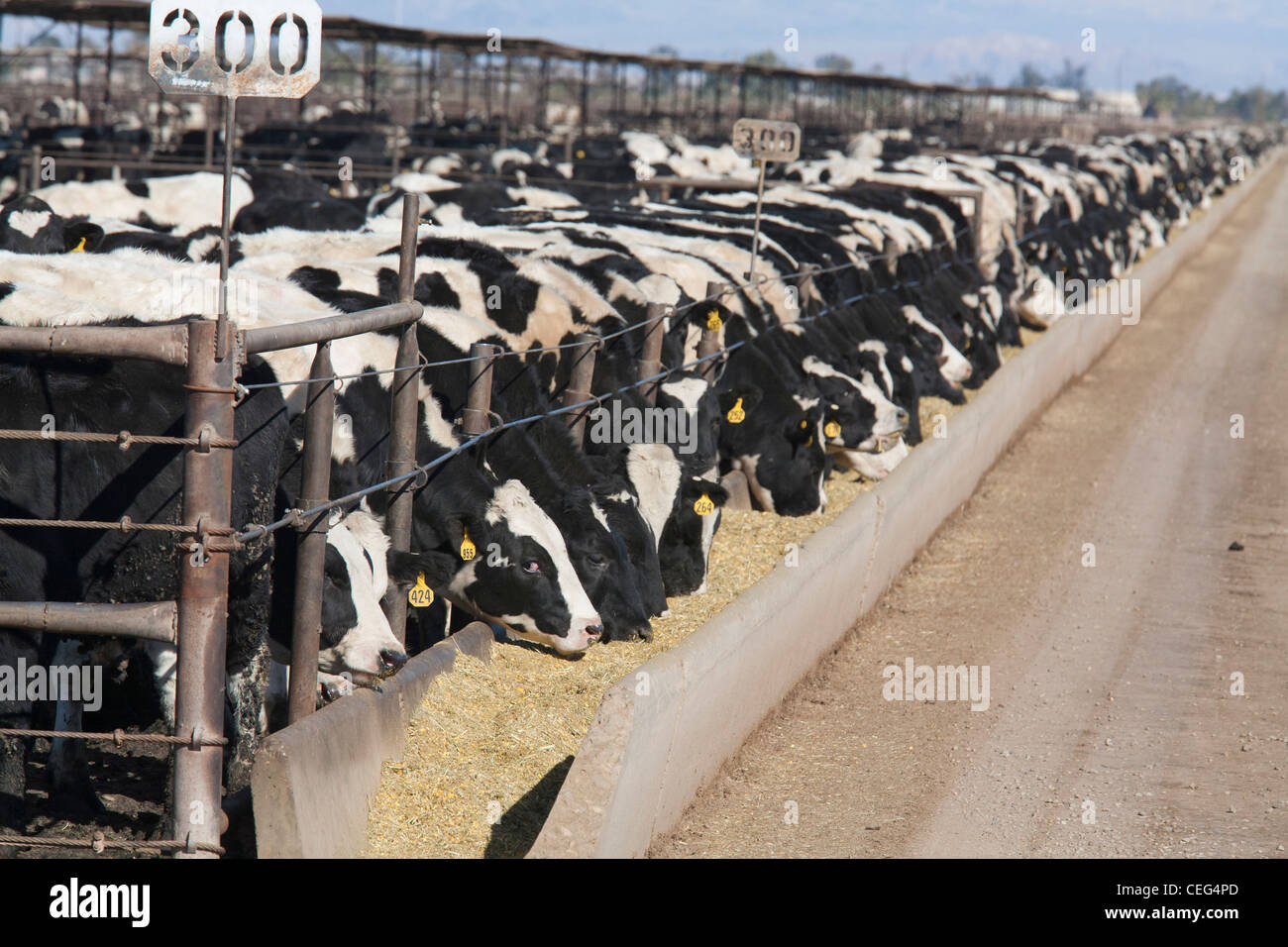 Beef Cattle Feed Lot in California's Imperial Valley Stock Photo Alamy