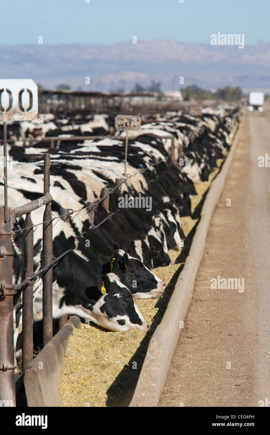 Beef Cattle Feed Lot in California's Imperial Valley Stock Photo Alamy