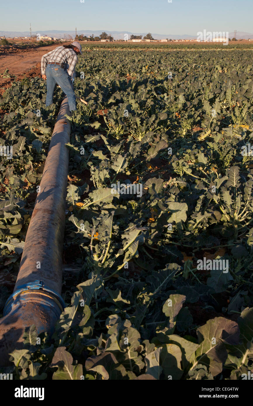 Farmworker Irrigates Broccoli Field in Imperial Valley Stock Photo Alamy