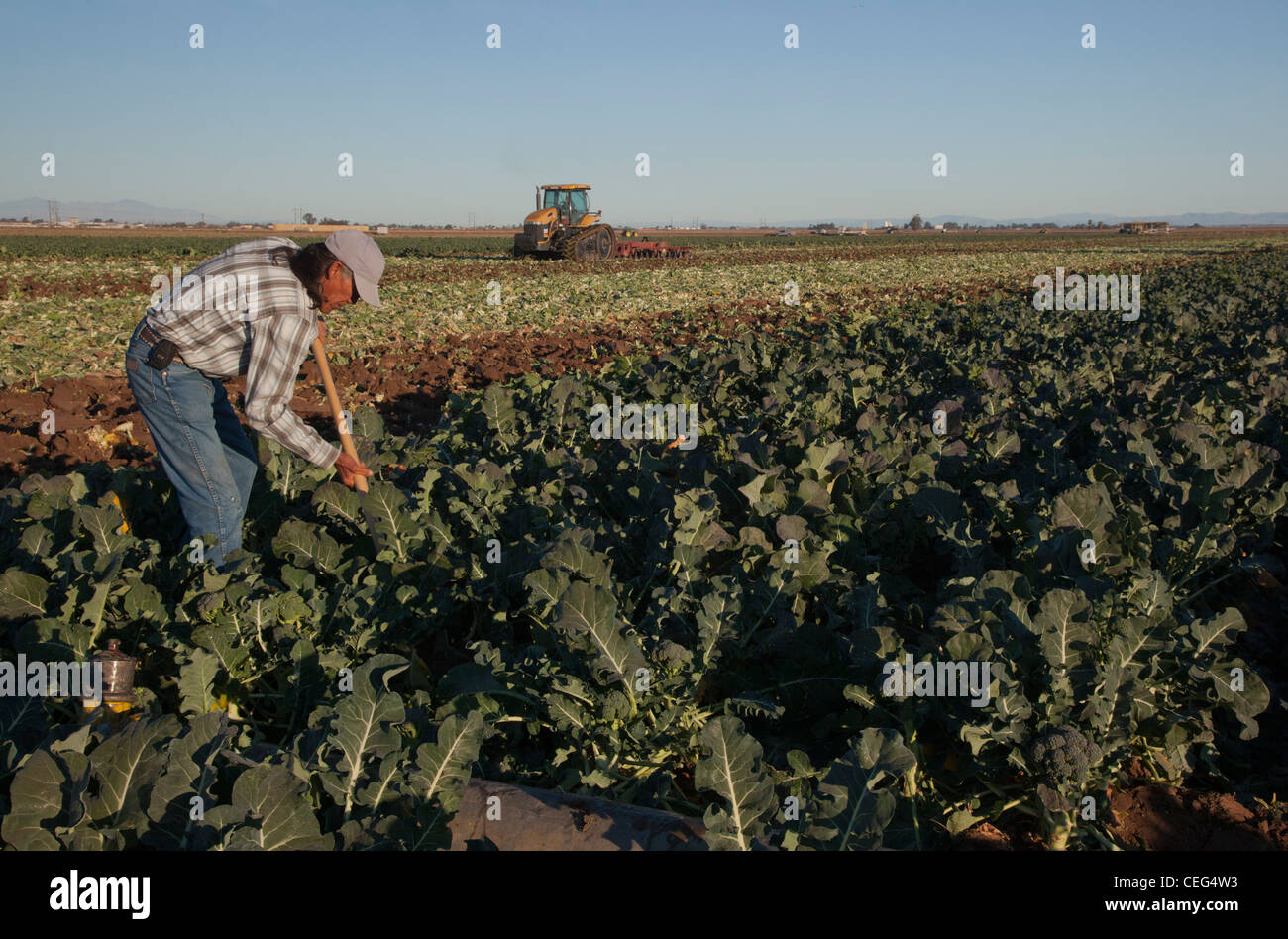 Farmworker Irrigates Broccoli Field in Imperial Valley Stock Photo
