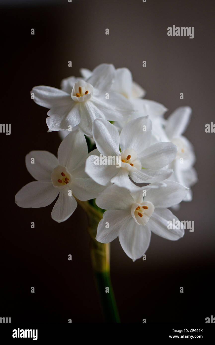 White paperwhite ziva flowers on a black background, lit by natural