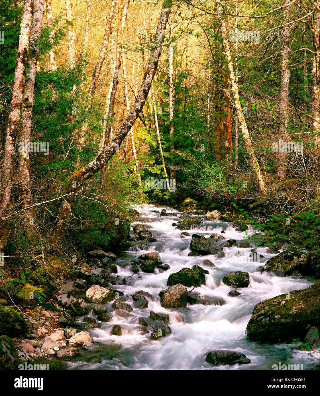 Cascading rapids of Rocky Brook stream, Olympic National Forest, Washington State Stock Photo