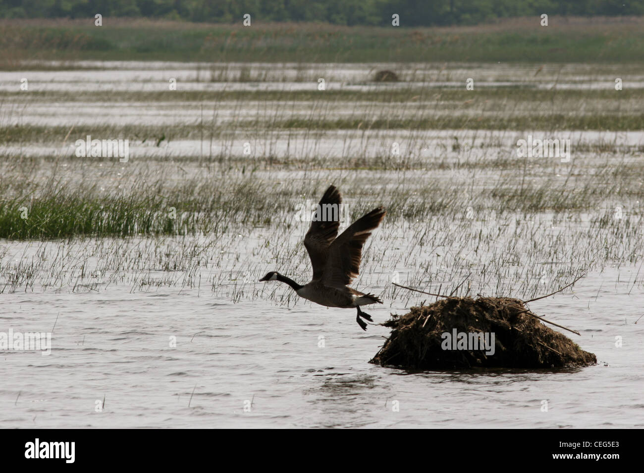 anada goose flying off muskrat lodge Magee marsh ottawa wildlife refuge ohio Stock Photo