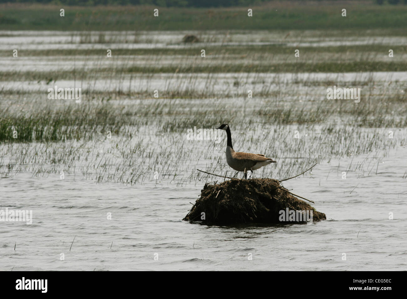anada goose flying off muskrat lodge Magee marsh ottawa wildlife refuge ohio Stock Photo