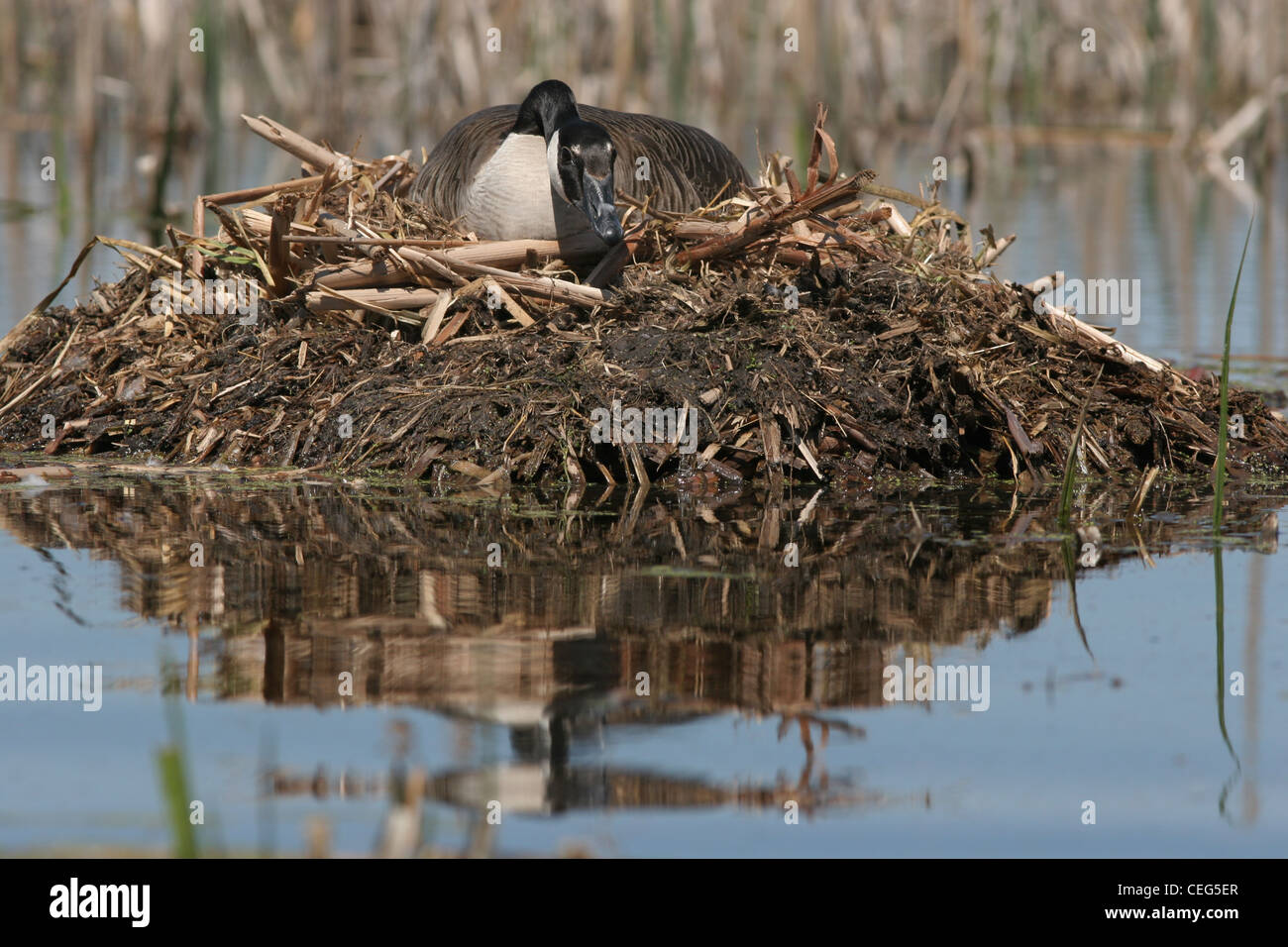 Canada goose nest muskrat lodge Magee marsh ottawa wildlife refuge ohio