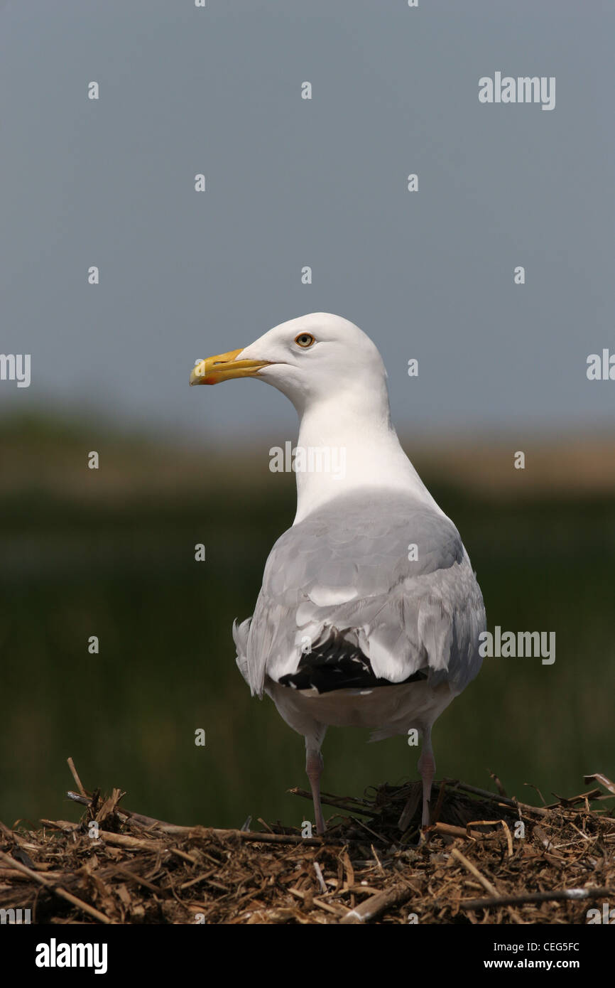 Herring gull on muskrat lodge Magee marsh ottawa wildlife refuge ohio