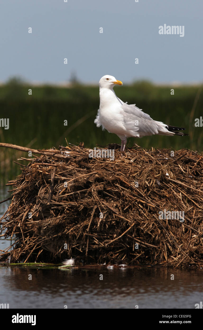 Herring gull on muskrat lodge Magee marsh ottawa wildlife refuge ohio