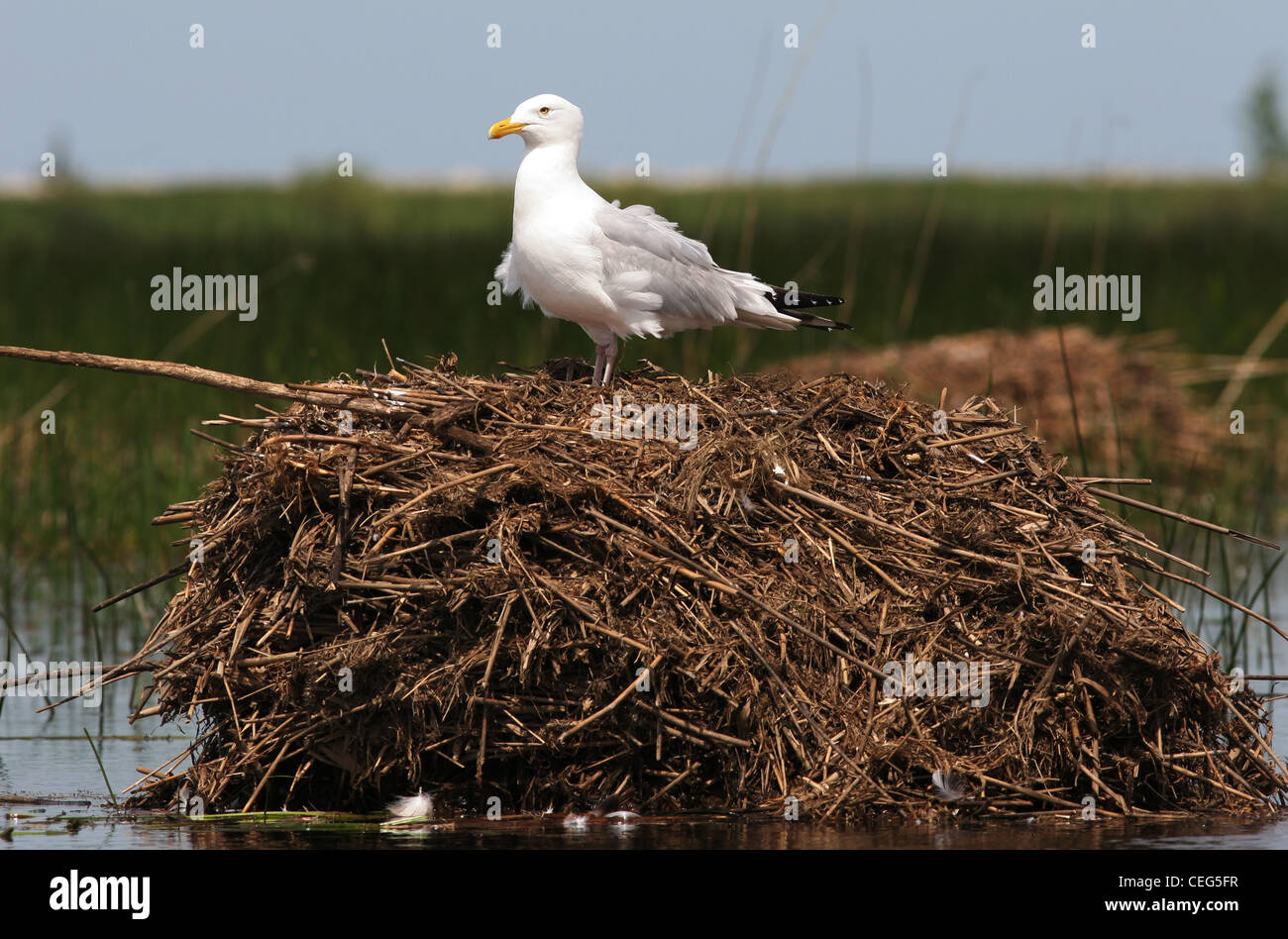 Herring gull on muskrat lodge Magee marsh ottawa wildlife refuge ohio