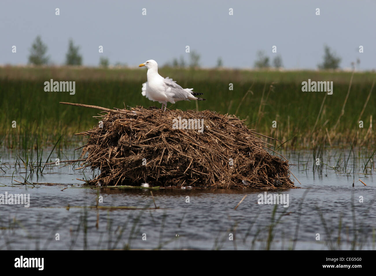 Herring gull on muskrat lodge Magee marsh ottawa wildlife refuge ohio