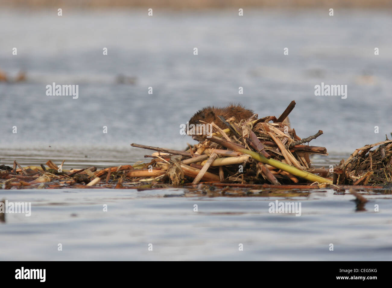 Muskrat Lodge Stock Photos & Muskrat Lodge Stock Images Alamy