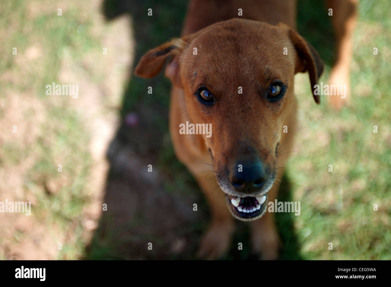 silly dog looking up at viewer Stock Photo