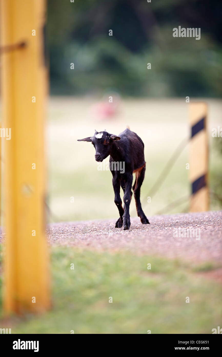 Skinny baby goat walking down path Stock Photo Alamy