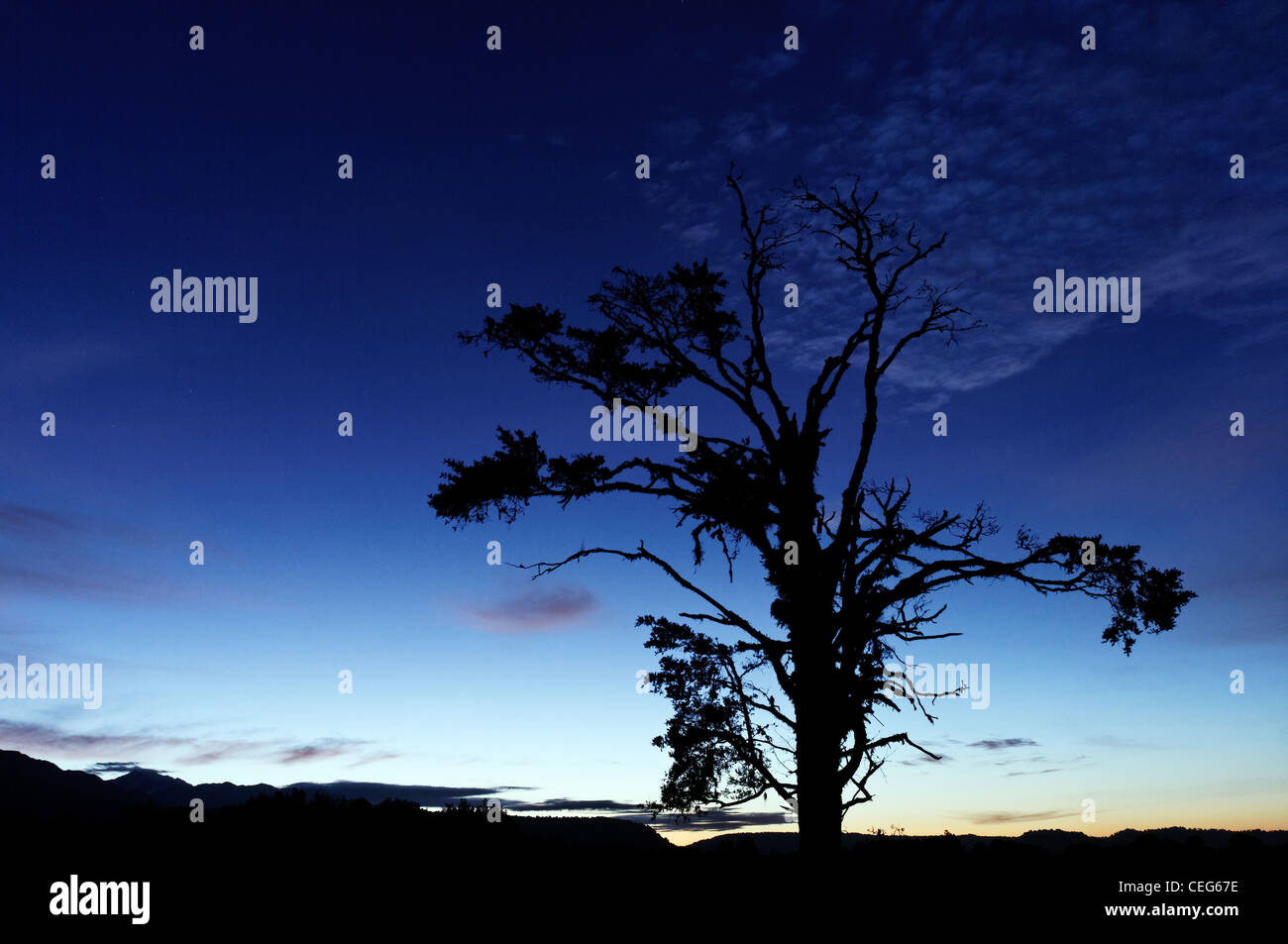Trees silhouetted against the evening afterglow Stock Photo