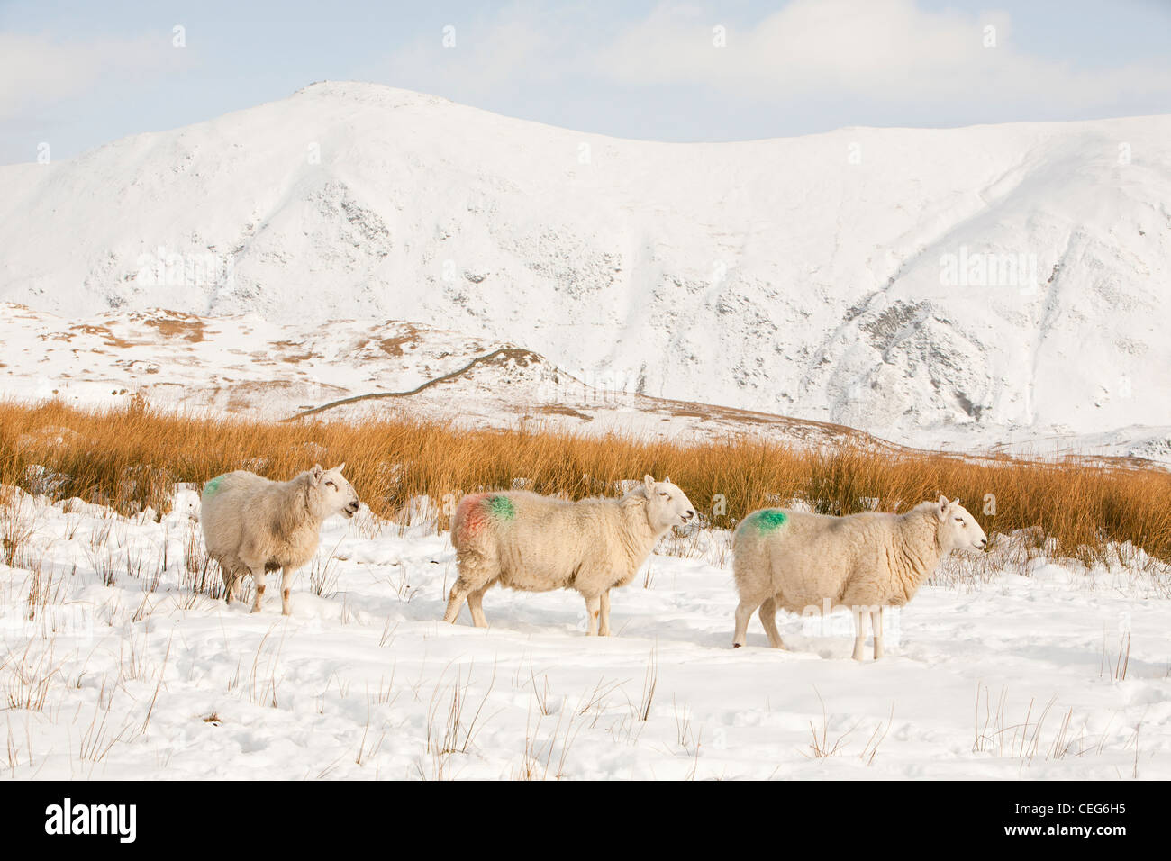 Sheep on Wansfell above Ambleside in the Lake District, UK, looking towards the Kentmere fells. Stock Photo