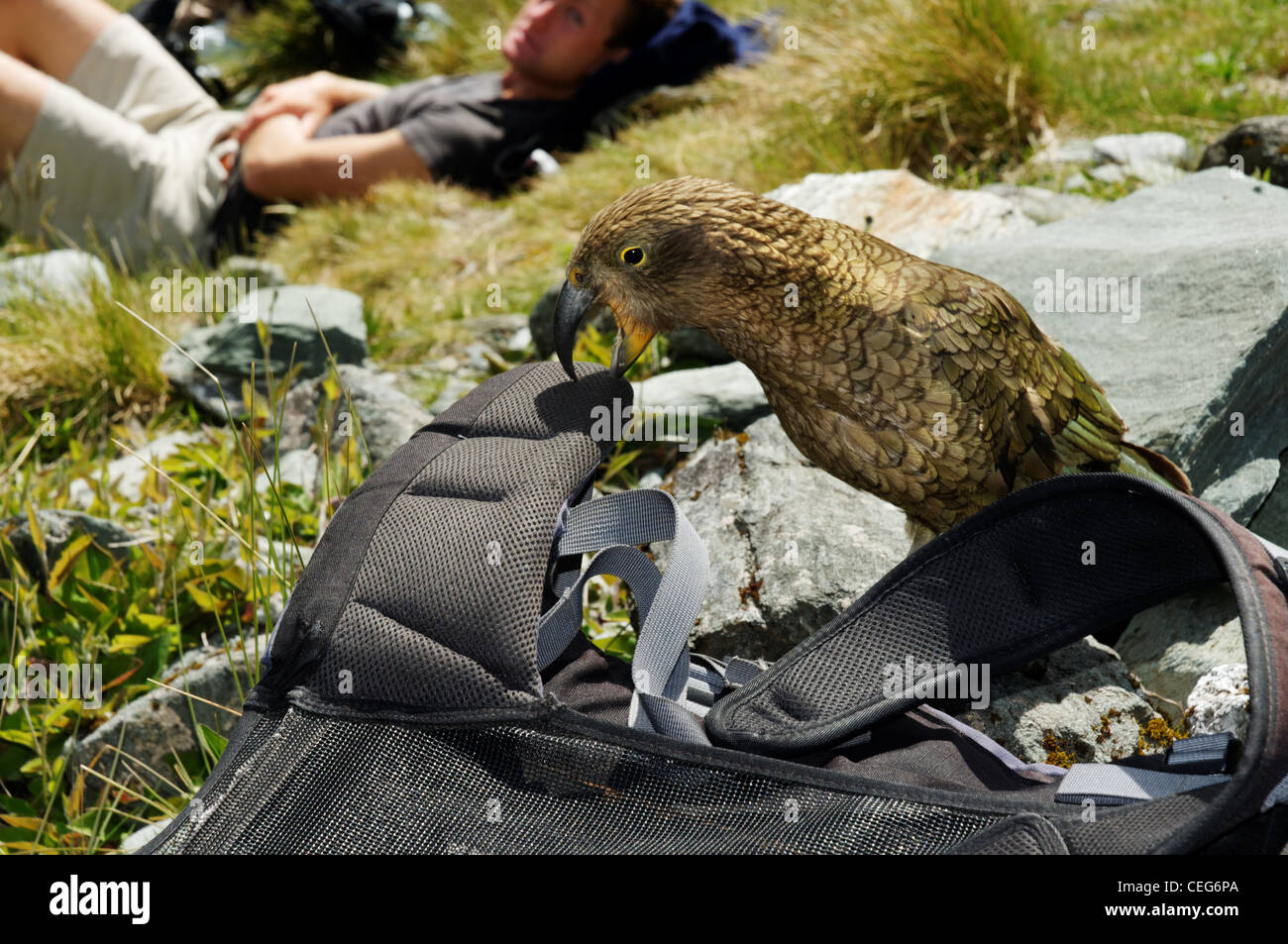 A kea pecking at a rucksack in New Zealand Stock Photo