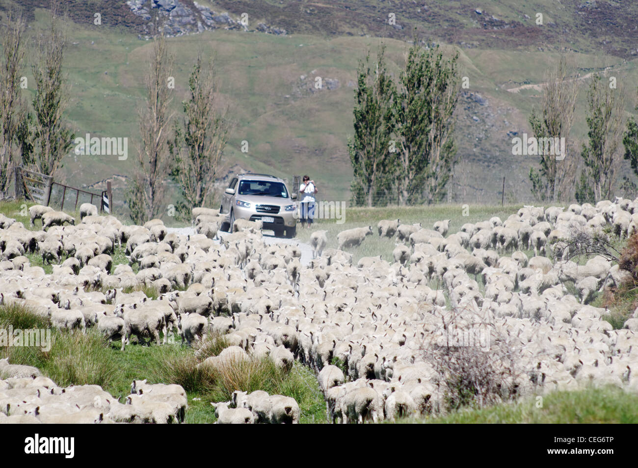 Sheep blocking the road in Mount Aspiring National Park, New Zealand Stock Photo