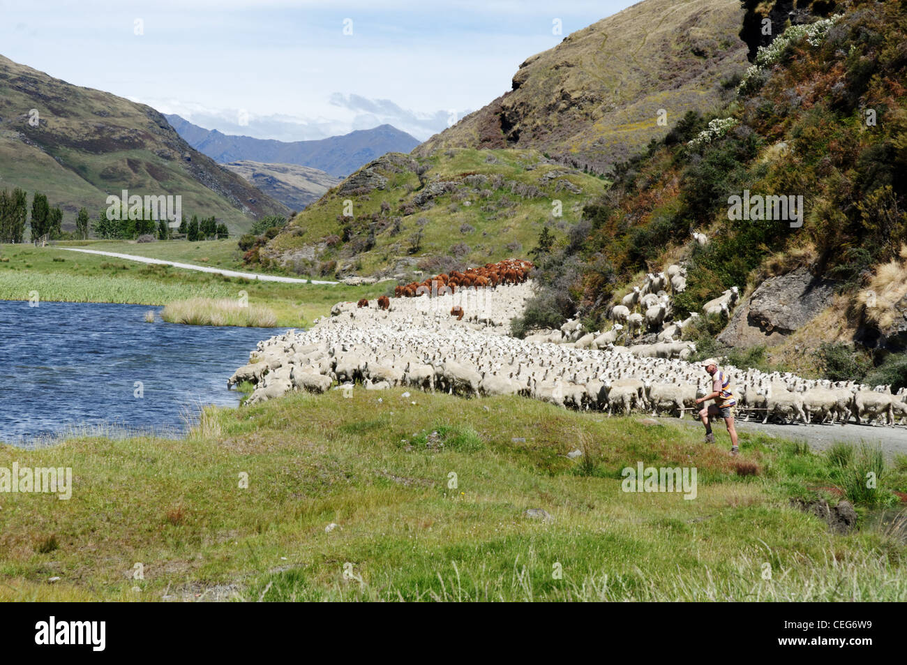 Sheep blocking the road in Mount Aspiring National Park, New Zealand Stock Photo