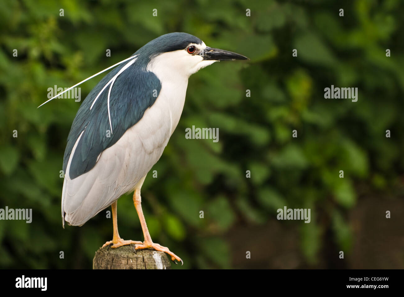 Black-crowned Night Heron or Nycticorax nycticorax in side angle view sitting on stake. Mostly hiding by day. Stock Photo